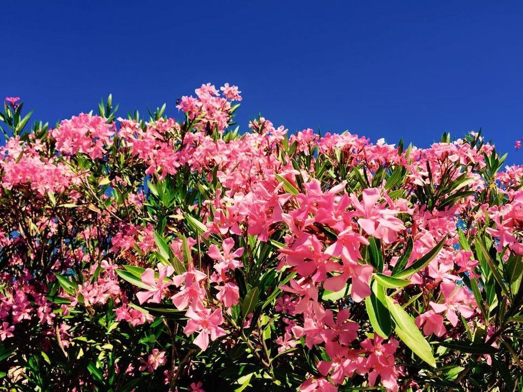 Domaine De L'Aufrene Bed & Breakfast Hyeres Bagian luar foto